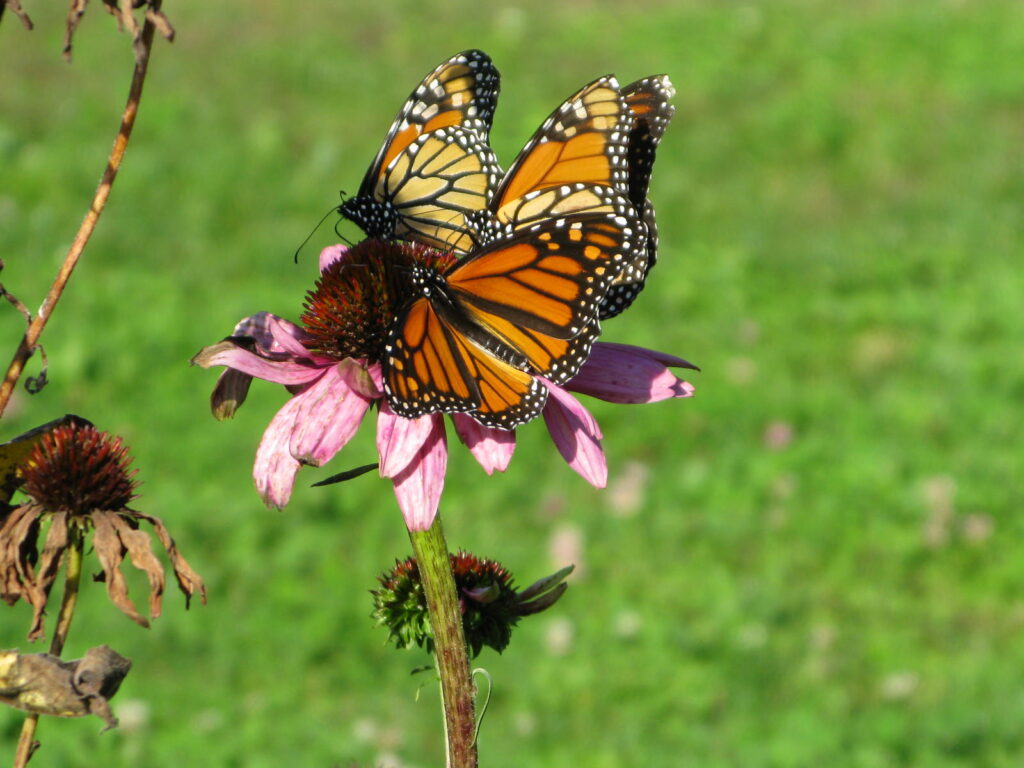 Josias Byles Sanctuary Meadows Clearing