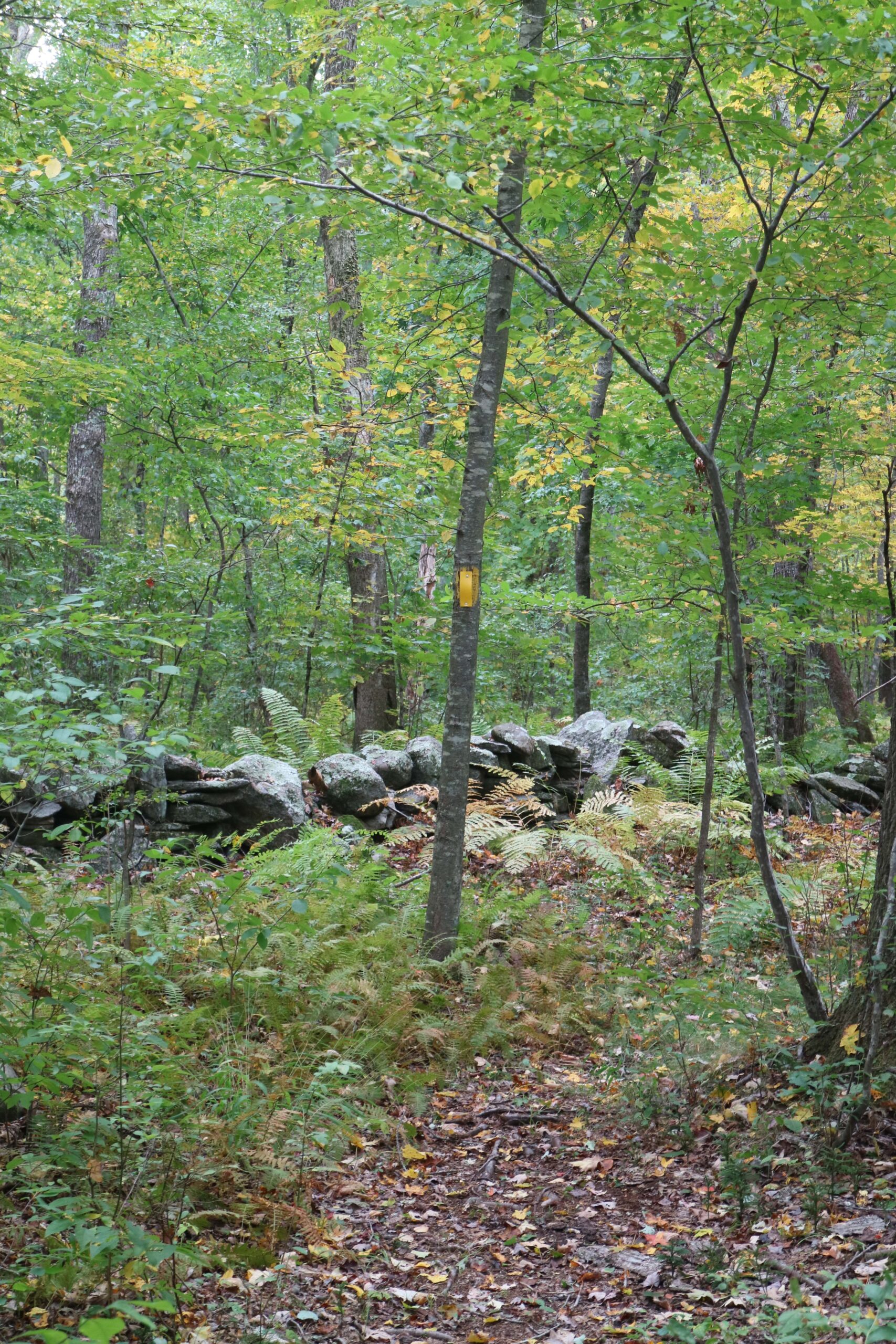 Hemphill wall